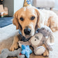 Dog Birthday Hamper