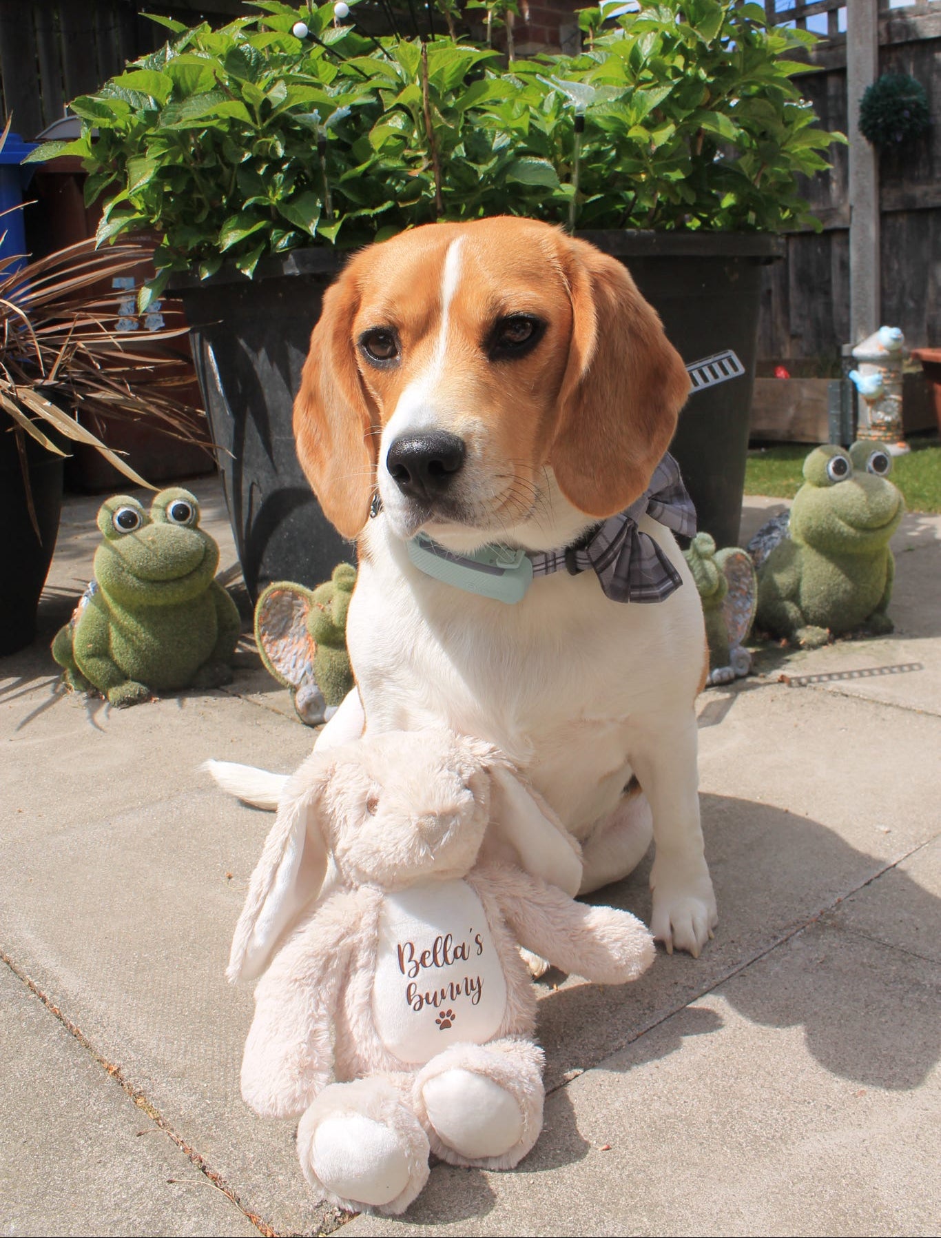 Beagle sitting with a personalised Easter bunny dog toy. Thoughtful personalised Easter gift and bunny toy for dogs.