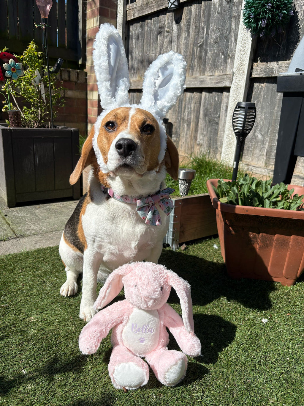 Beagle sitting beside personalised pink birthday bunny. Thoughtful personalised dog birthday gift.