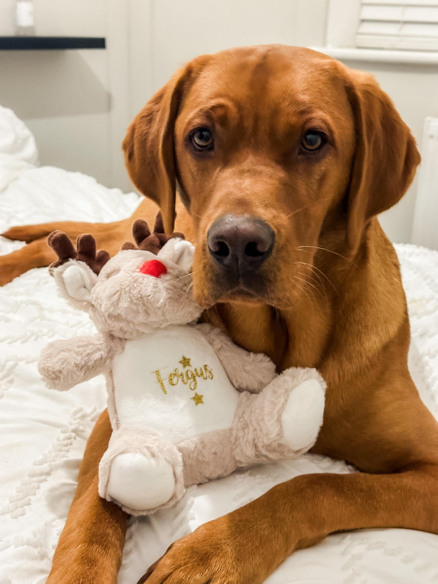 Labrador cuddling a personalised Christmas reindeer toy. Soft personalised Christmas gift for dogs.