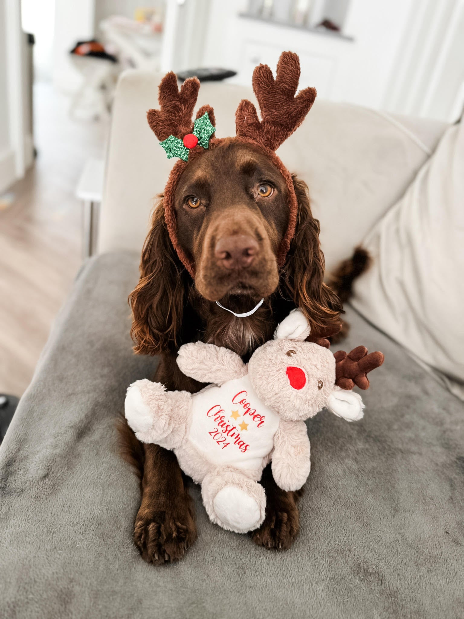 Cocker Spaniel sitting beside a personalised reindeer dog toy. Custom dog Christmas gift with personalised name.
