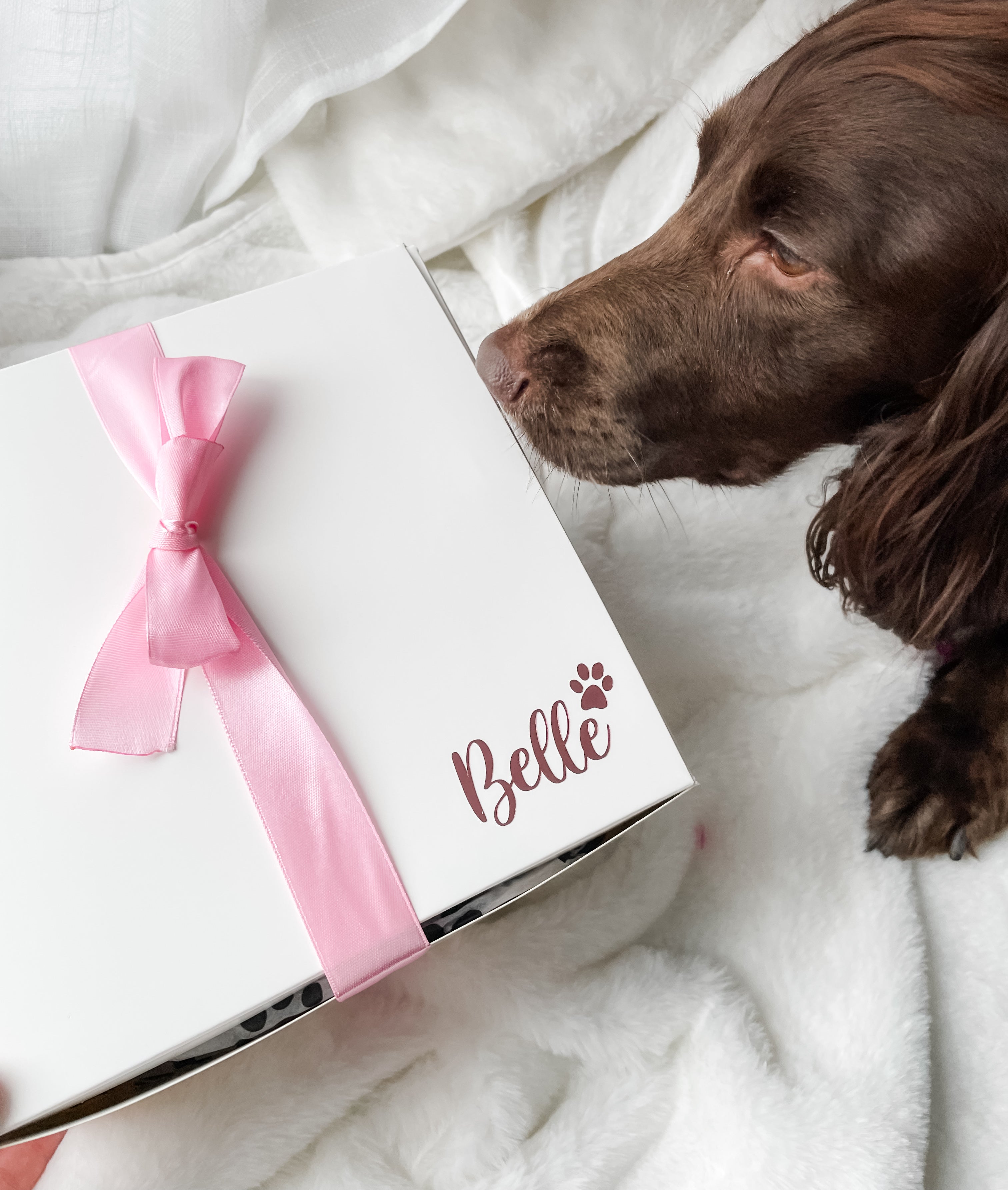 Cocker Spaniel opening a personalised luxury dog birthday hamper for the first time. Special personalised gift for dogs.
