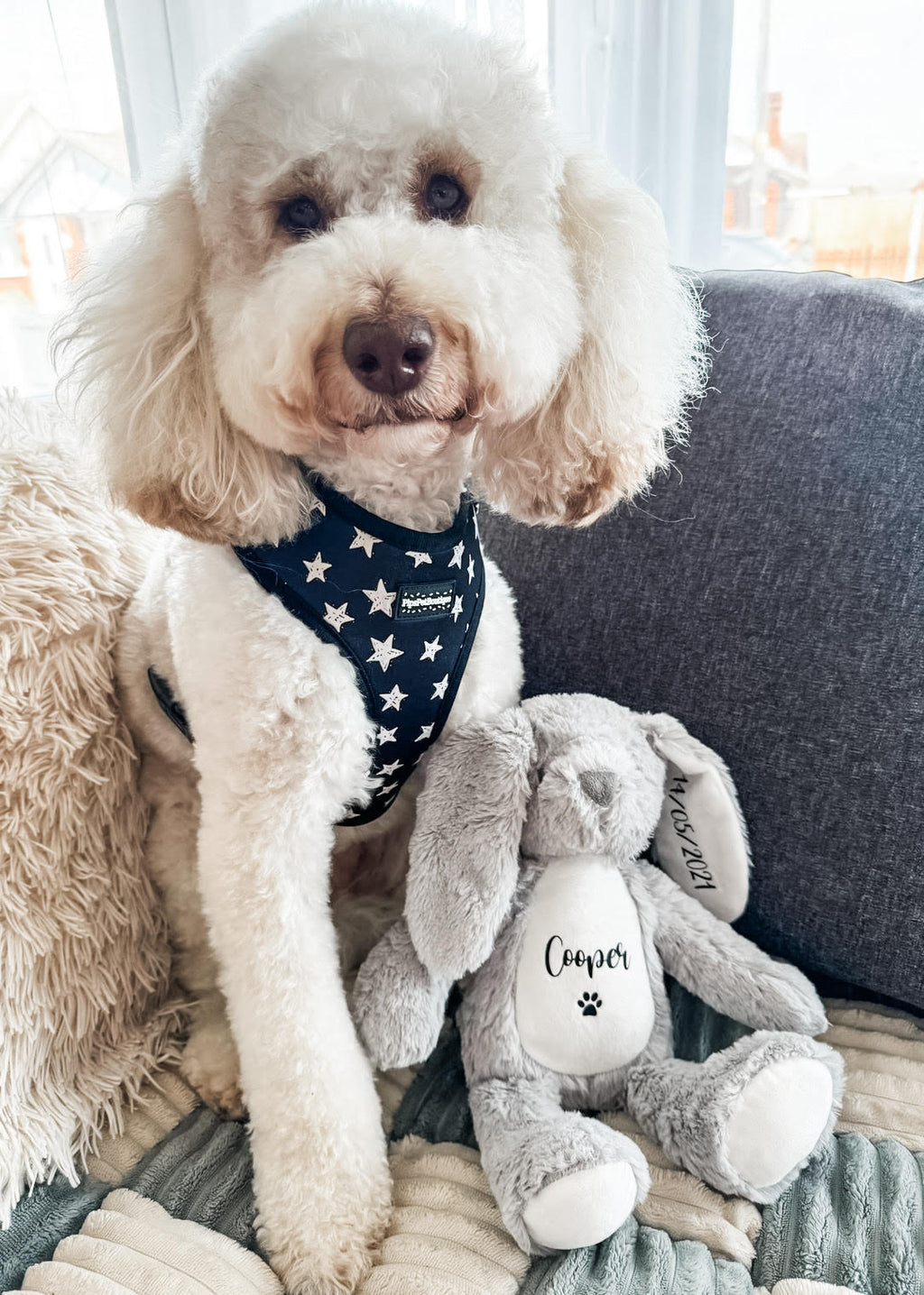 Cockapoo sitting beside personalised birthday bunny toy. Personalised birthday gift for dogs. 