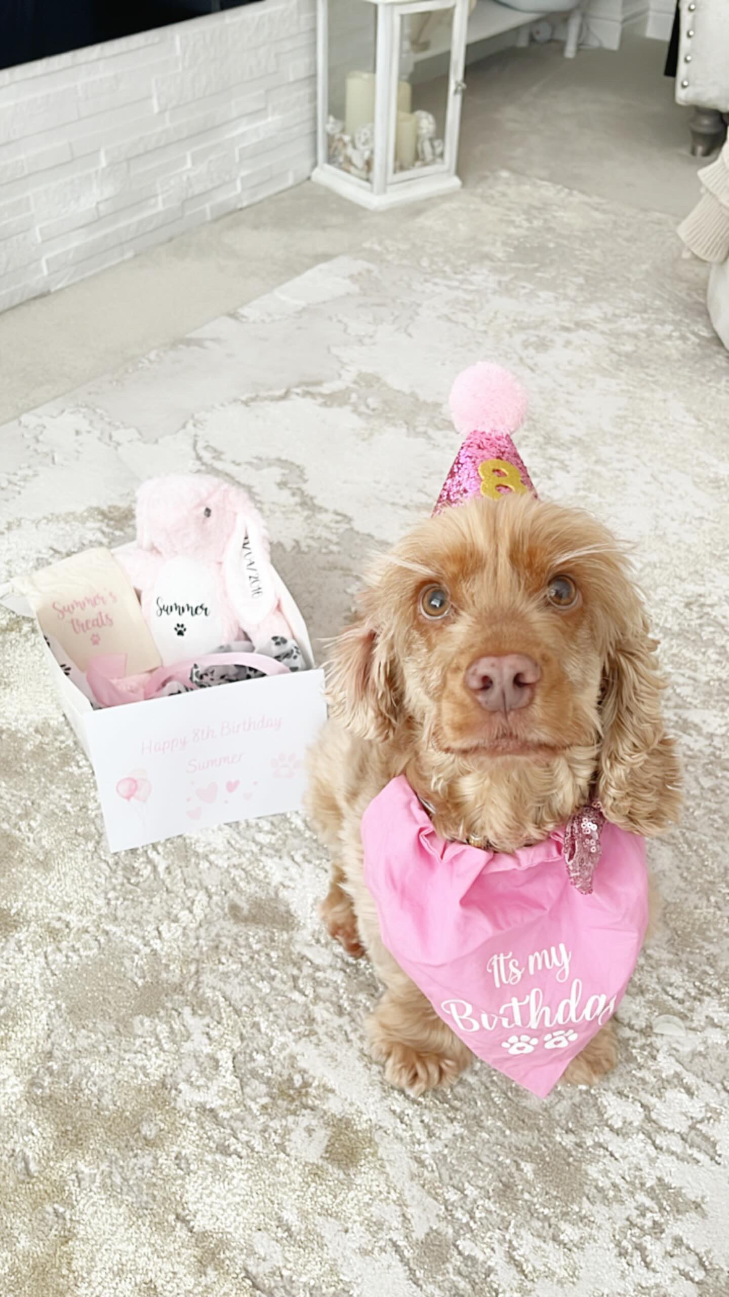 Open personalised dog birthday gift box filled with personalised dog toy, treat bag, treat cone and dog bandana. 
