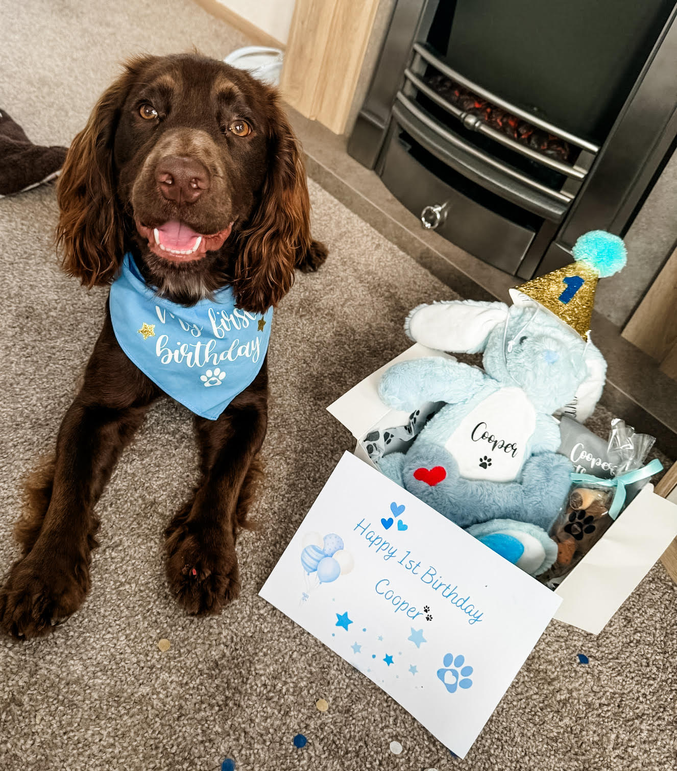 Personalised blue birthday gift hamper for dog's placed next to a Cocker Spaniel. Included in the gift box - personalised bunny toy, blue fluffy bone toy, star squeaky toy, treat cone and personalised treat bag.