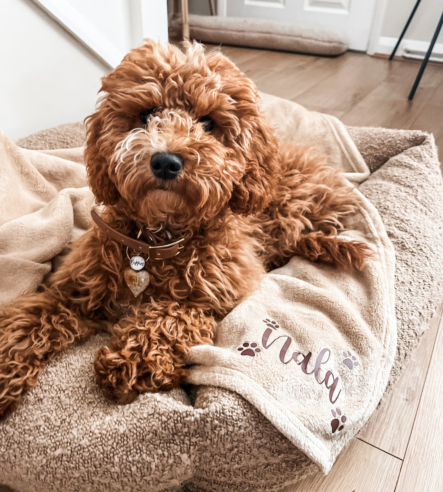 Cockapoo relaxing on a personalised camel fleece blanket customised with its name in a cosy living room.