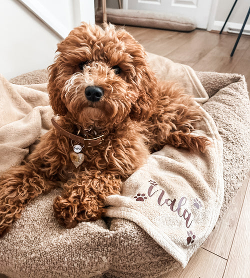 Cockapoo relaxing on a personalised camel fleece blanket customised with its name in a cosy living room.