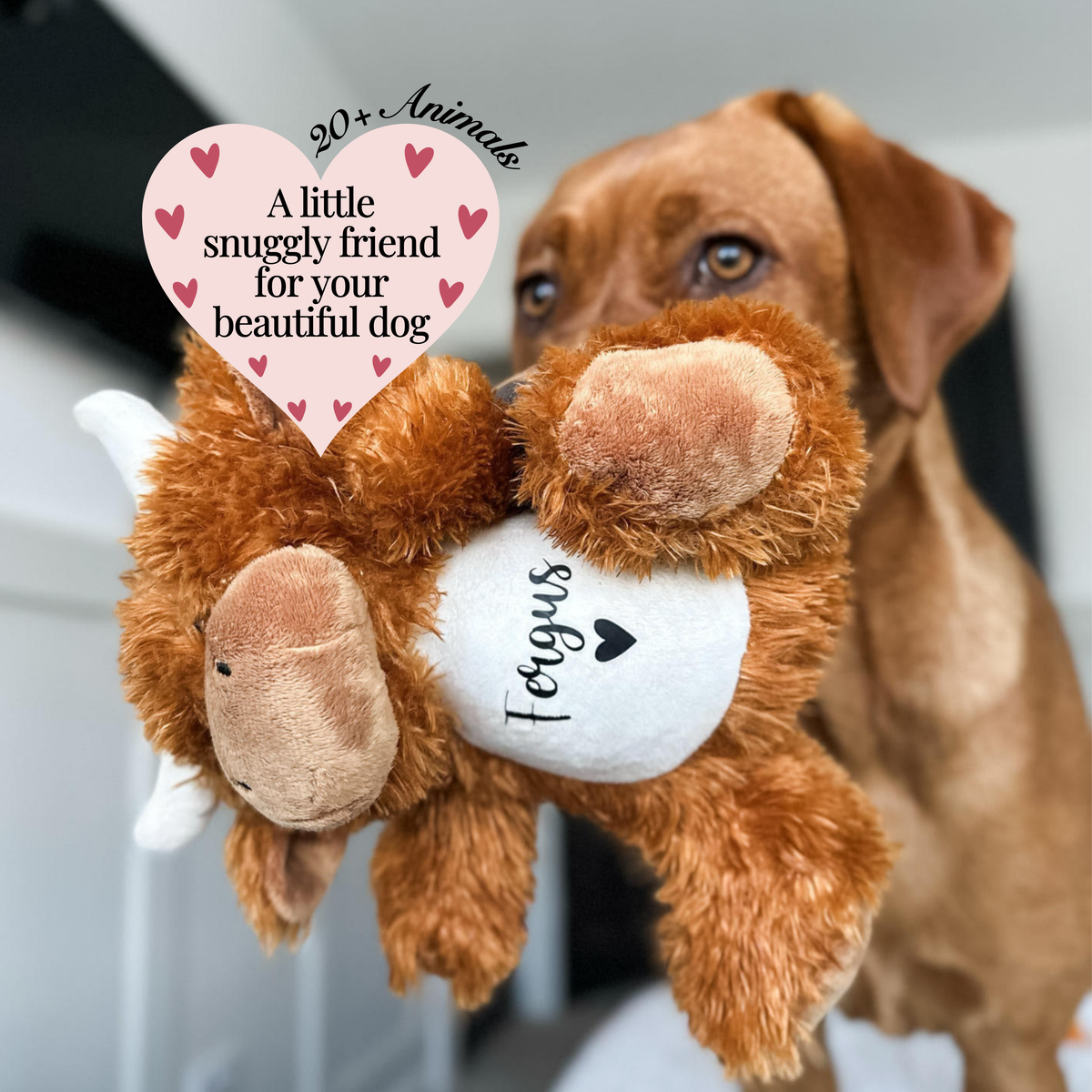 Personalised highland cow dog toy with custom name, soft plush dog toy being held in a dog's mouth, cute personalised dog gift.