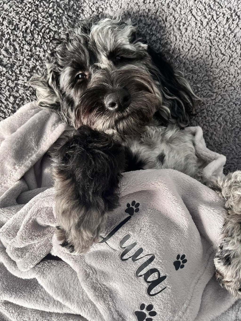 Cockapoo snuggled in a grey fleece personalised blanket. Custom name detail with paw prints design, gift for a new puppy.