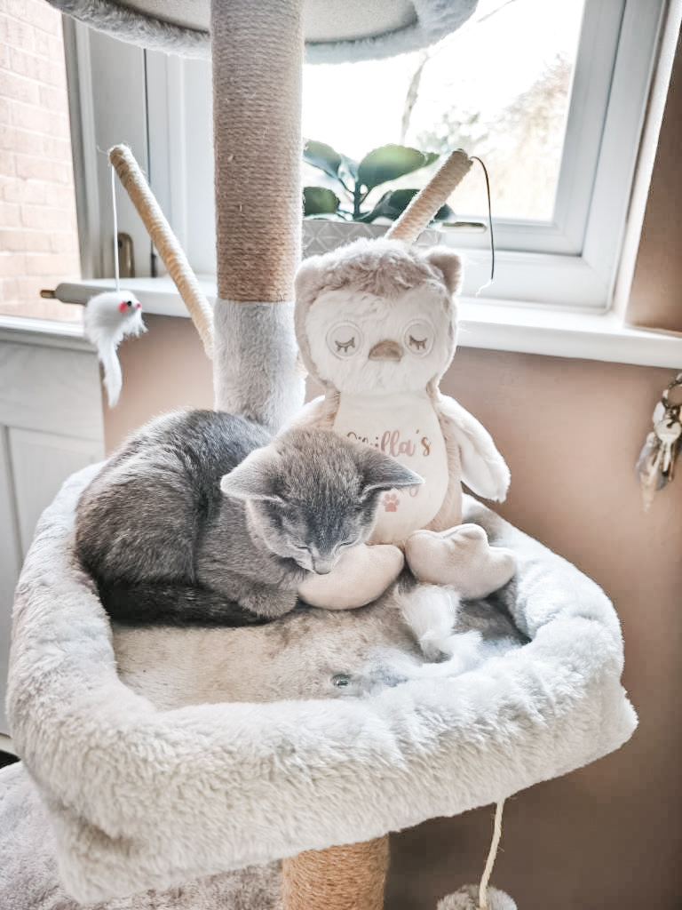 Personalised owl toy for cats made from soft plush material, shown with a kitten snuggled. Custom soft cat toy.