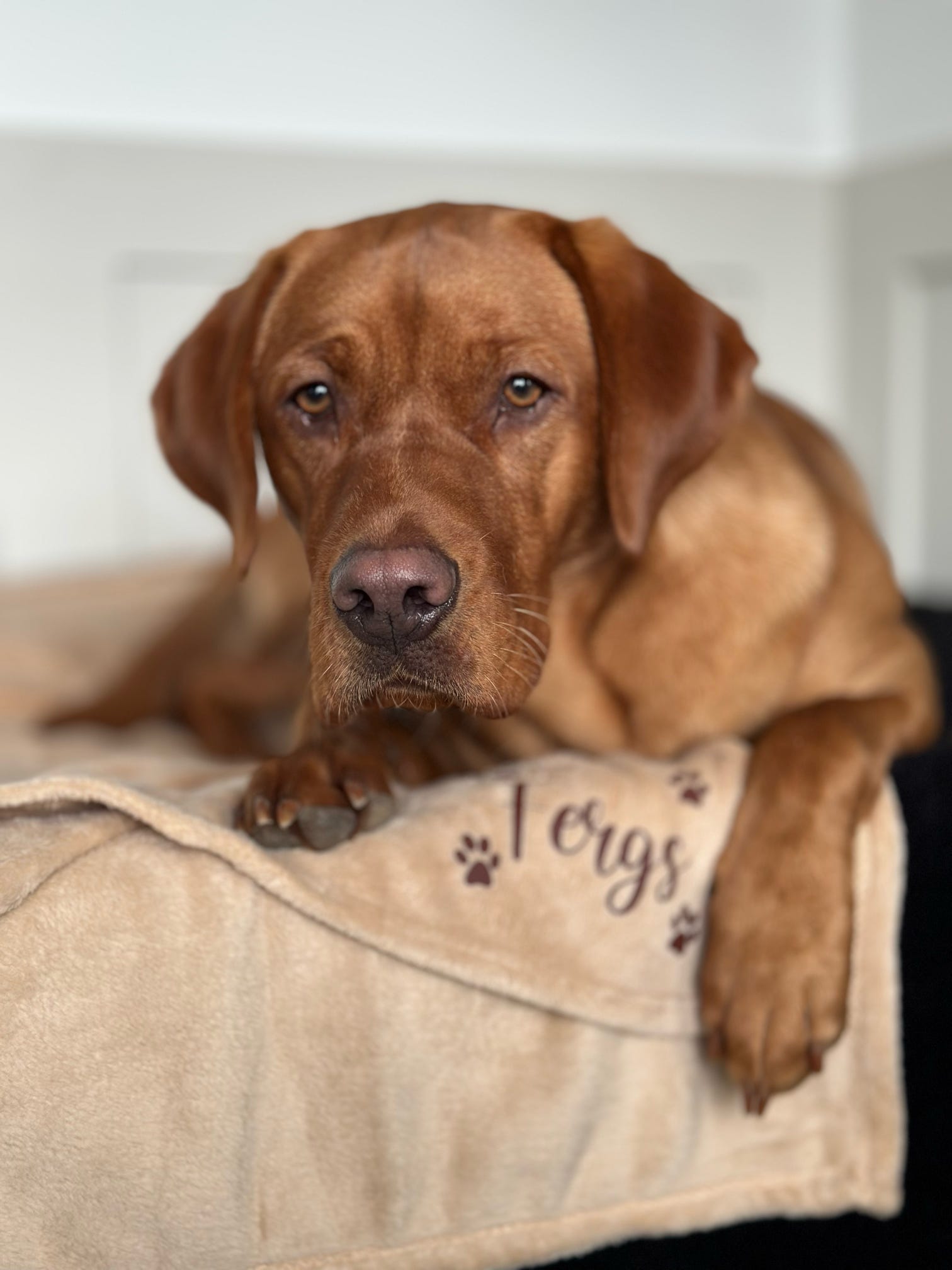 Personalised dog blanket featuring a soft, cosy fabric with custom personalisation. Ideal for keeping your dog warm and comfortable. Perfect gift for dog lovers, showcasing a unique design with the pet's name. Available in various colours and sizes to suit any breed. 
