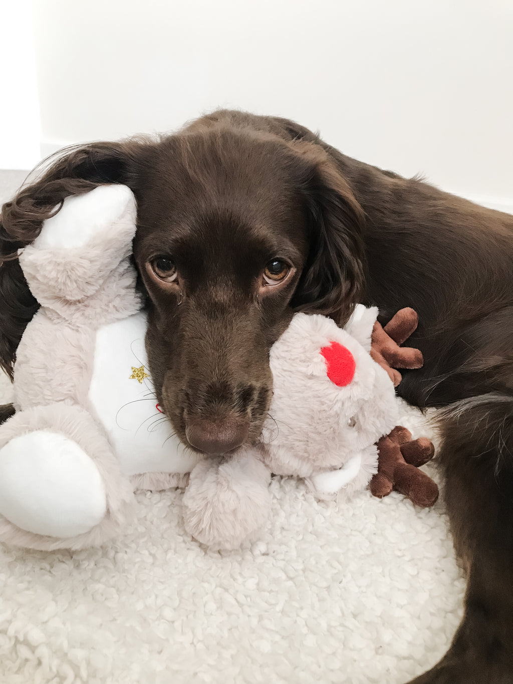 Cocker Spaniel cuddling personalised reindeer toy. puppy Christmas gift with custom dog name.
