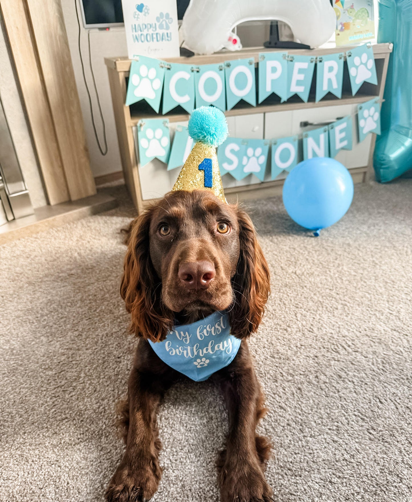 Dog Birthday Hamper